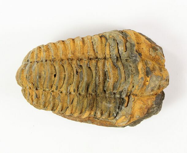 1 to 2" Calymene (Colpocoryphe) Trilobite Fossils - Photo 1